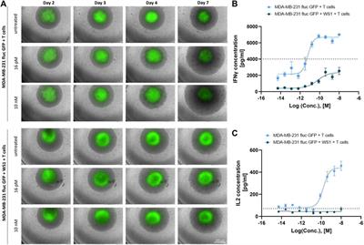 Mimicking the immunosuppressive impact of fibroblasts in a 3D multicellular spheroid model